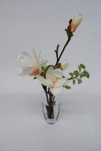 magnolia 20091